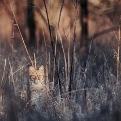 04414035010ab