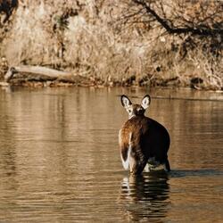 A Tail Above Water